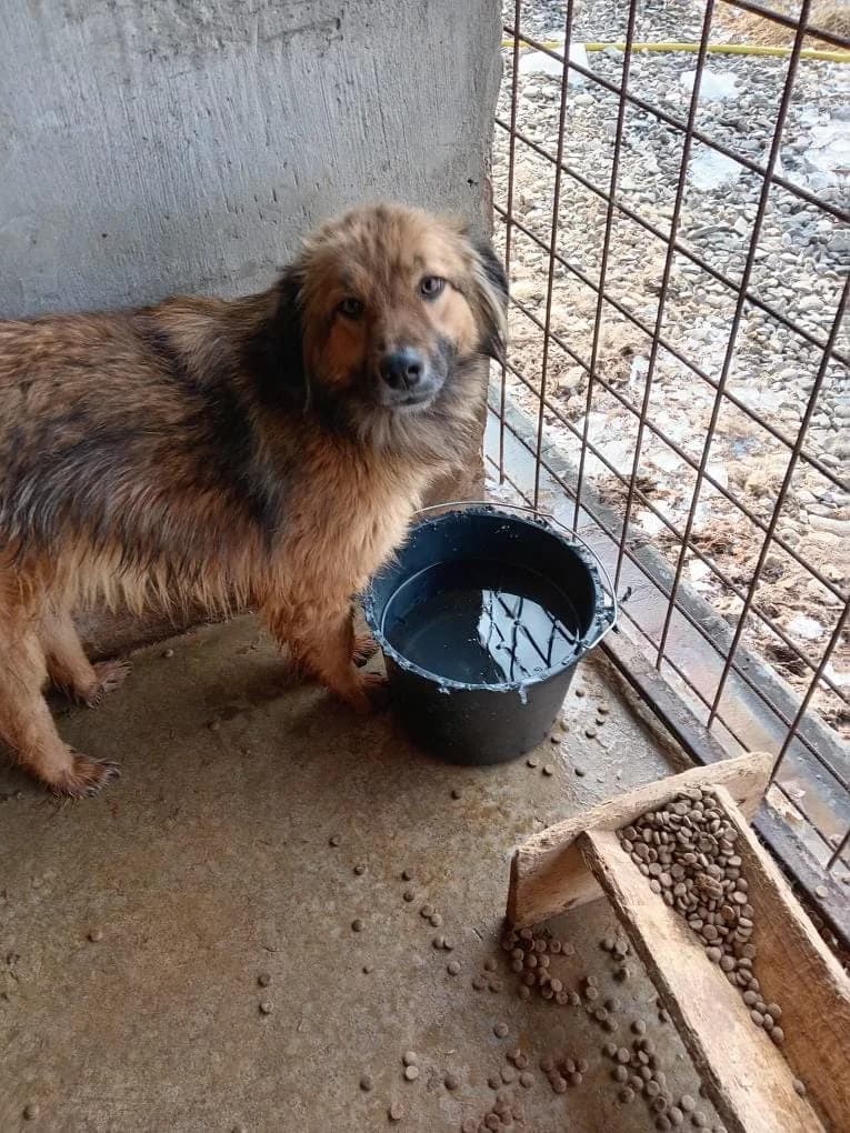 ATHOS 3665, male mixed breed for adoption at No Limit Pets, Romania