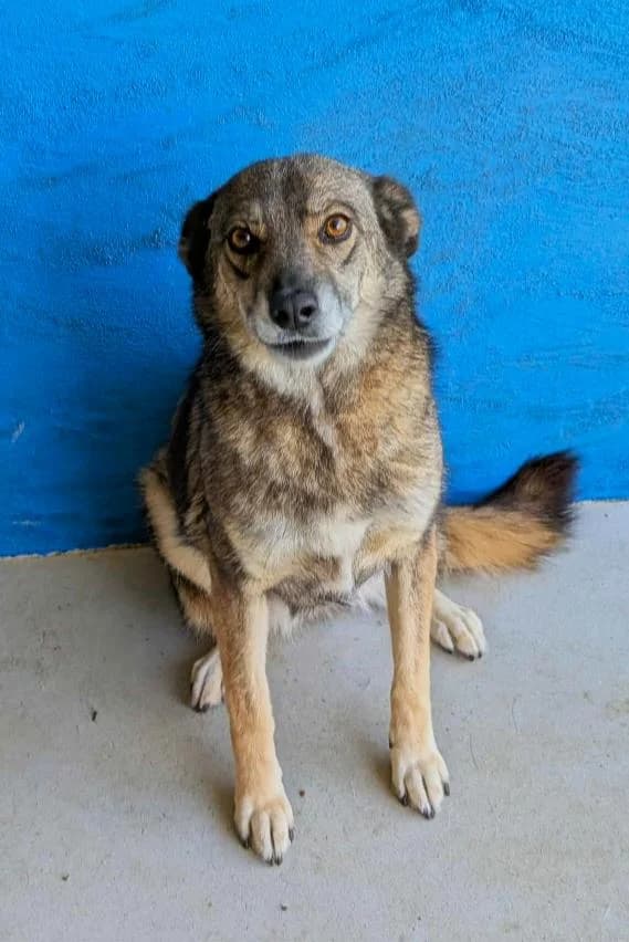 BABE 4316, female 5yo Mixed Breed for adoption at No Limit Pets, Romania