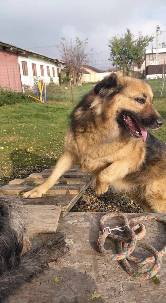 BALU-0475, female young Mixed Breed for adoption at No Limit Pets, Romania