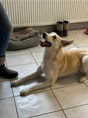 BAMBI, female mixed breed for adoption at No Limit Pets, Romania
