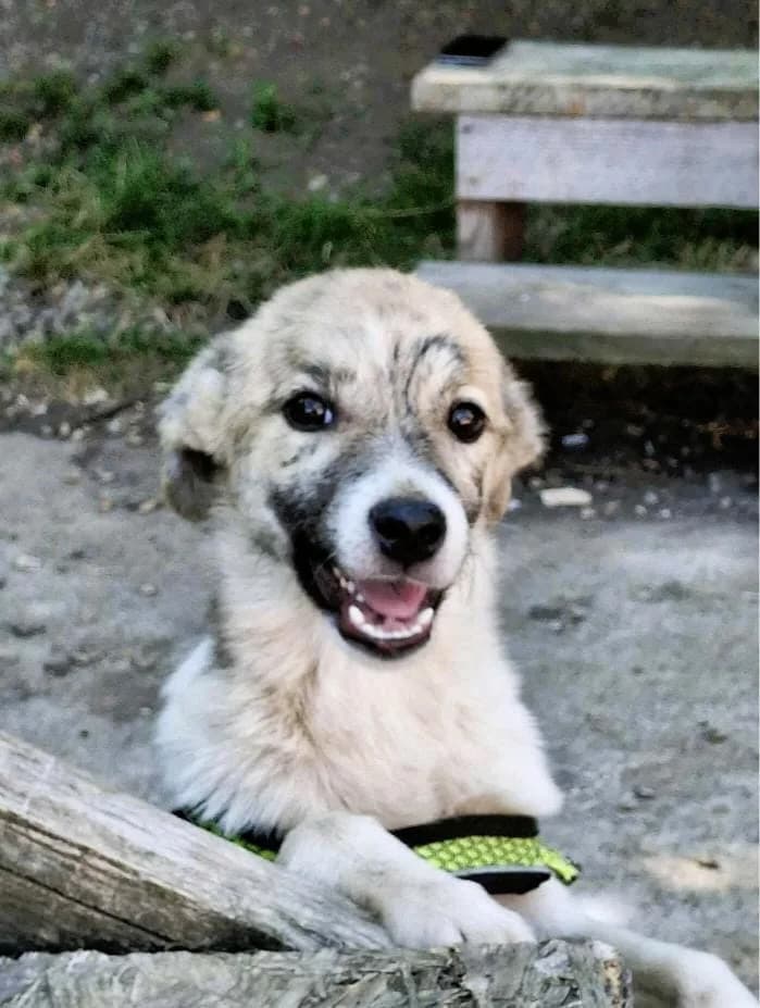 BARBIE 2223- adoptat, female mixed breed for adoption at No Limit Pets, Romania