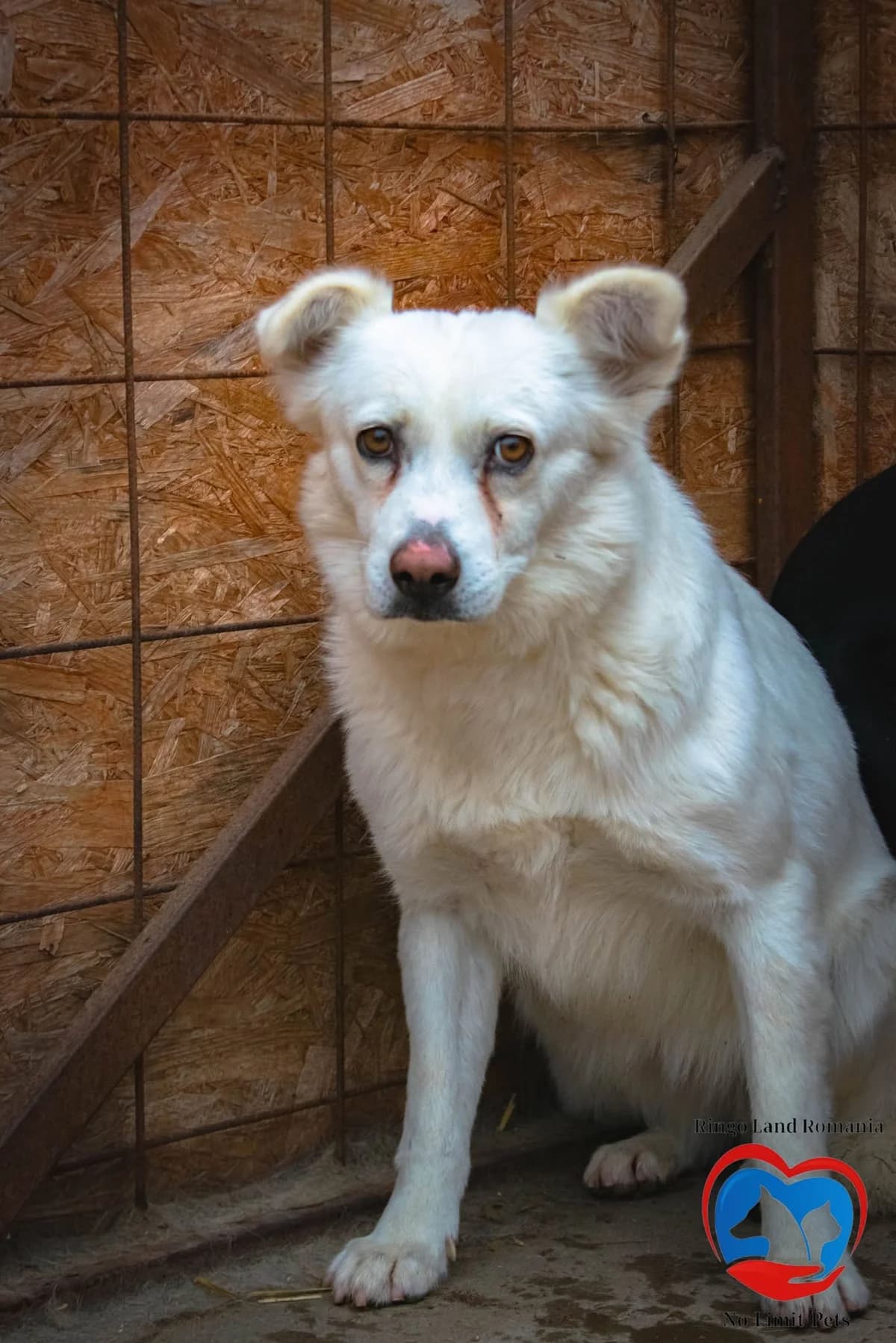 BELLA 0141, female mixed breed for adoption at No Limit Pets, Romania