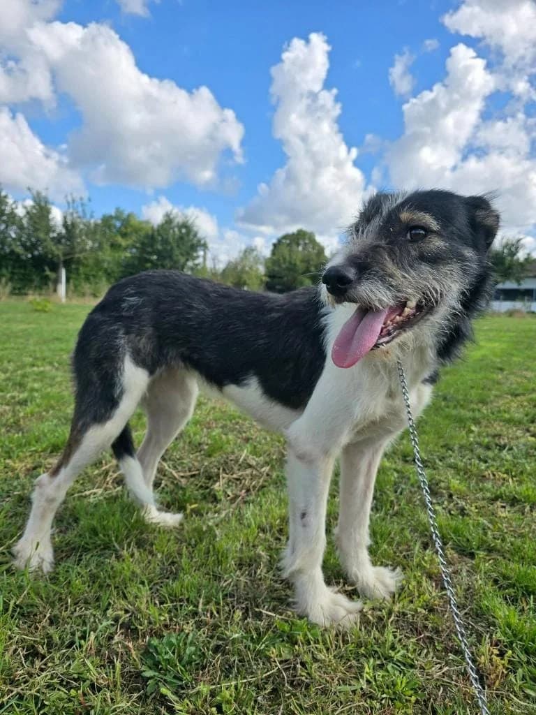 BELLA 1890, female young mixed breed for adoption at No Limit Pets, Romania