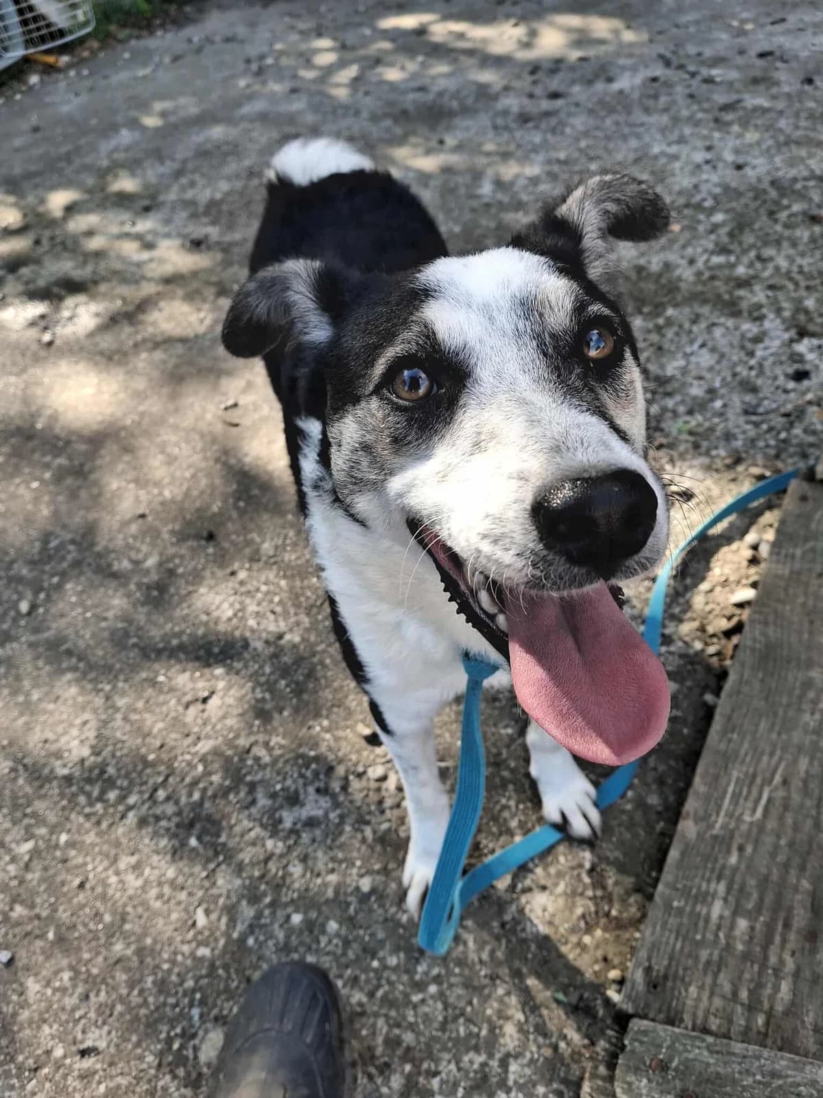 BELLA 2236, female young mixed breed for adoption at No Limit Pets, Romania