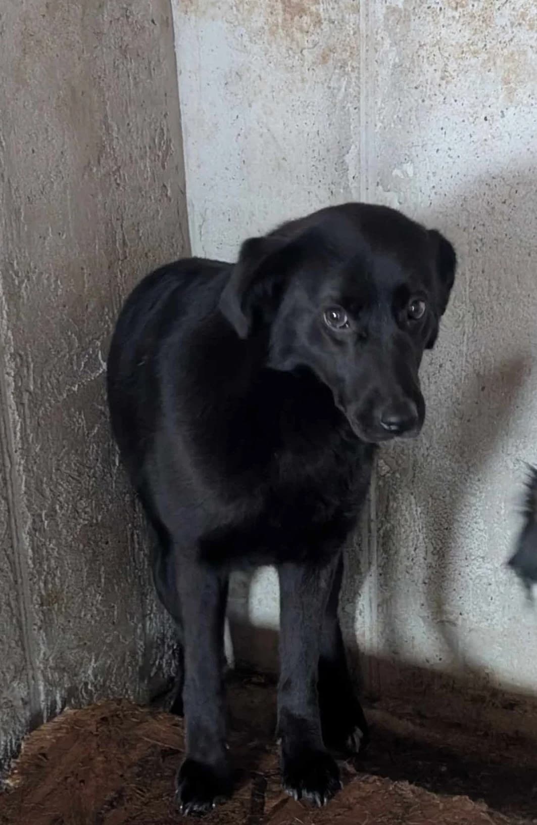 BELLA 6367, female 3yo mixed breed for adoption at No Limit Pets, Romania