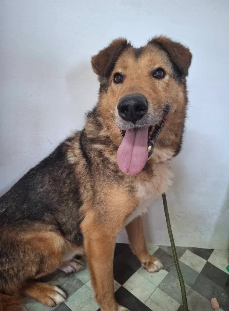 BERTIE 4241- adoptat, male mixed breed for adoption at No Limit Pets, Romania