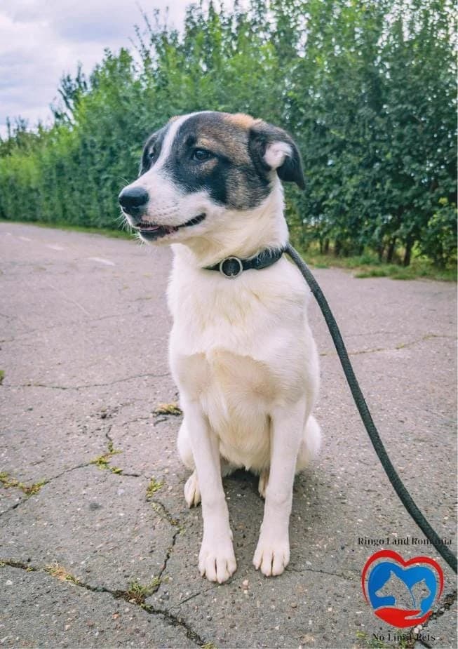 BESSIE 2245, female mixed breed for adoption at No Limit Pets, Romania