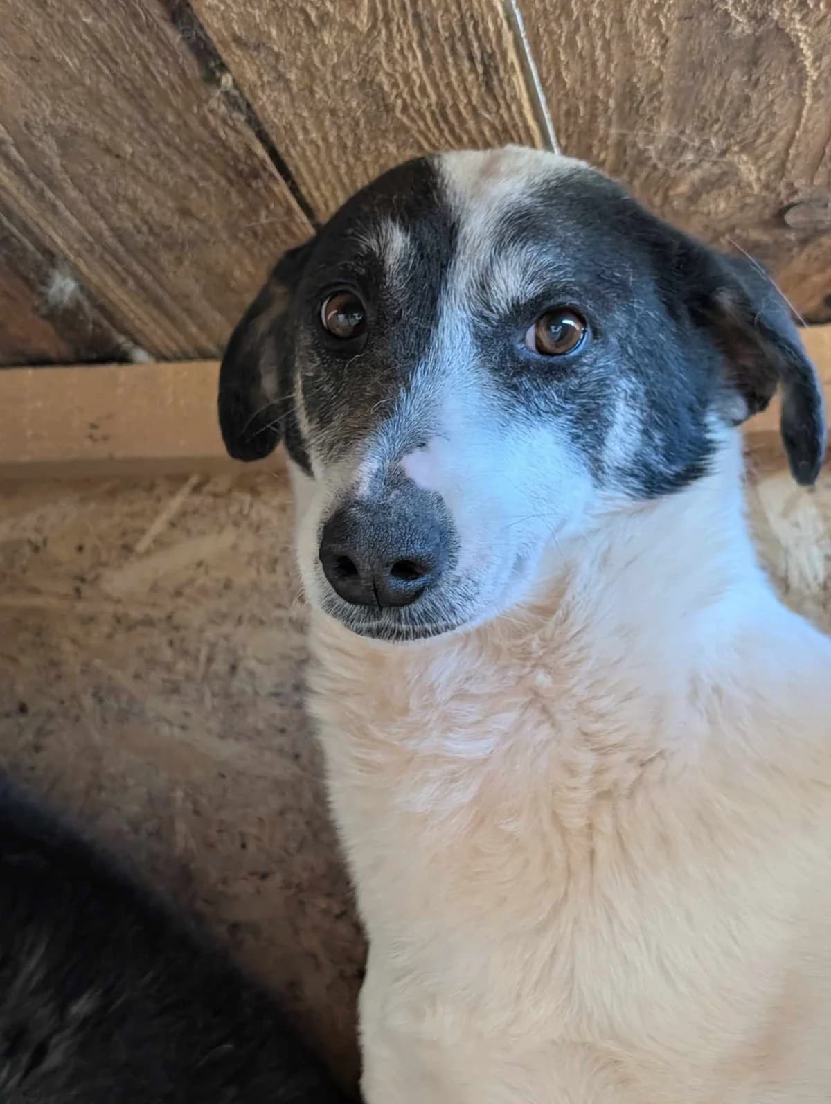 BETTY 5261, female mixed breed for adoption at No Limit Pets, Romania