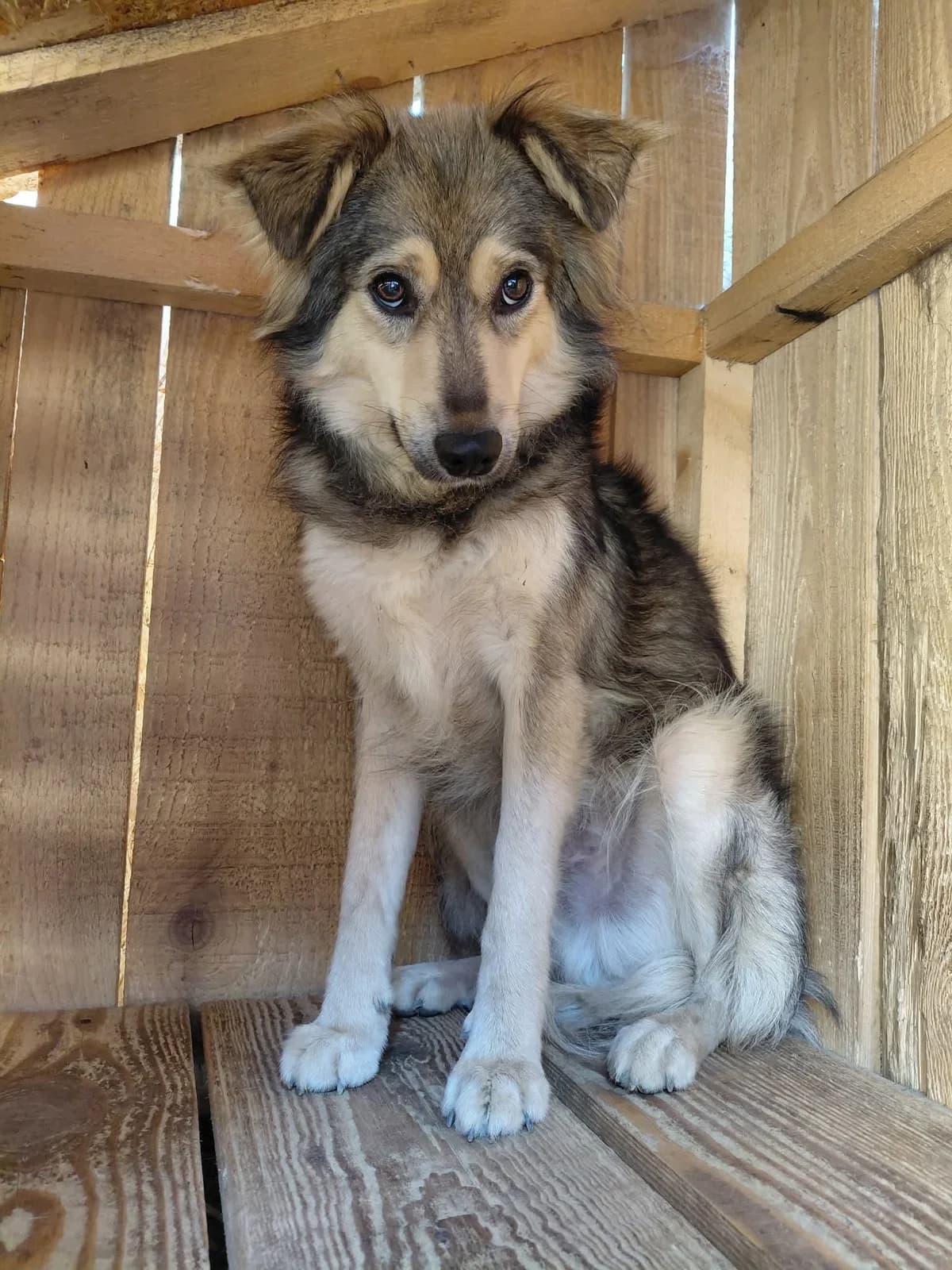 BILLY 4315, male puppy mixed breed for adoption at No Limit Pets, Romania
