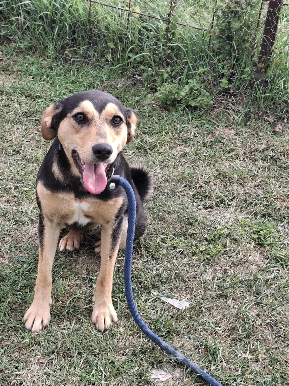 BLACKIE 2228, female young mixed breed for adoption at No Limit Pets, Romania