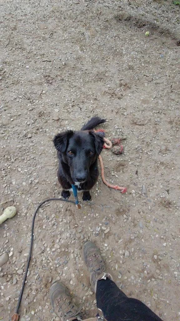 BLACKY 8767, male young mixed breed for adoption at No Limit Pets, Romania