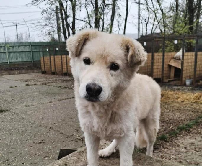 BOBBY 8545, male young Mixed Breed for adoption at No Limit Pets, Romania