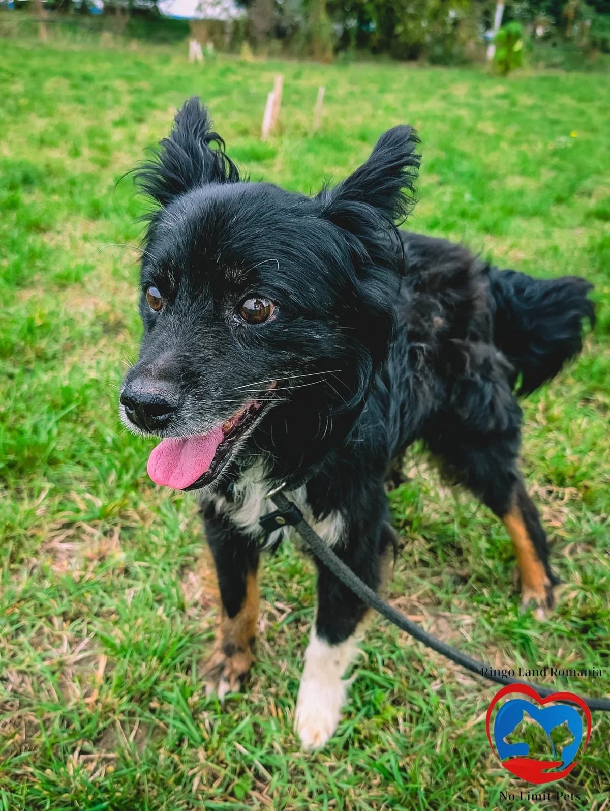 BONDO 2201- nedisponibil, male mixed breed for adoption at No Limit Pets, Romania
