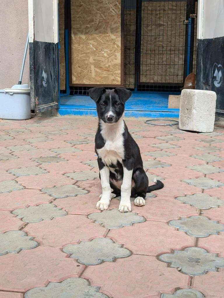 BONNY 3044, female mixed breed for adoption at No Limit Pets, Romania
