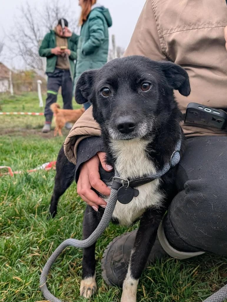 BONNY 5892- adoptat, female young mixed breed for adoption at No Limit Pets, Romania