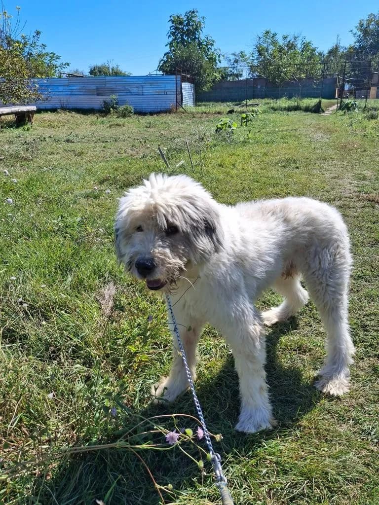 BOOMER 1747, male mixed breed for adoption at No Limit Pets, Romania