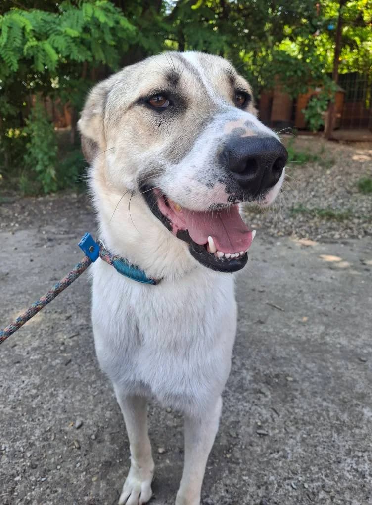 BORIS, male Mixed Breed for adoption at No Limit Pets, Romania