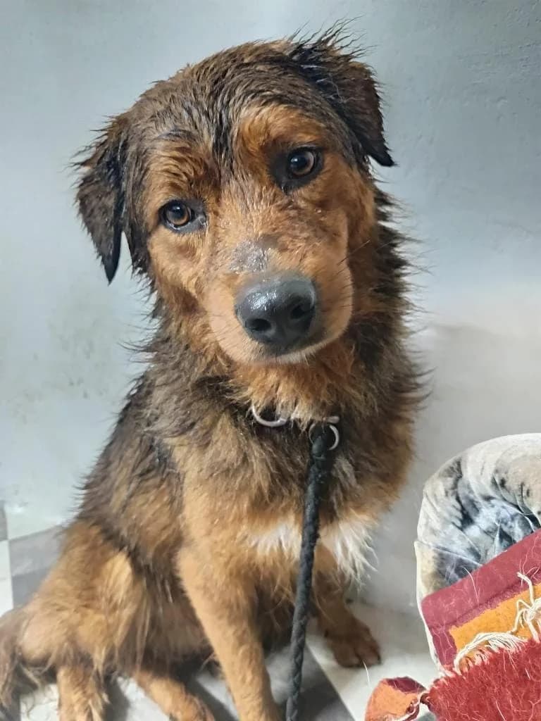 BRANDY, male mixed breed for adoption at No Limit Pets, Romania
