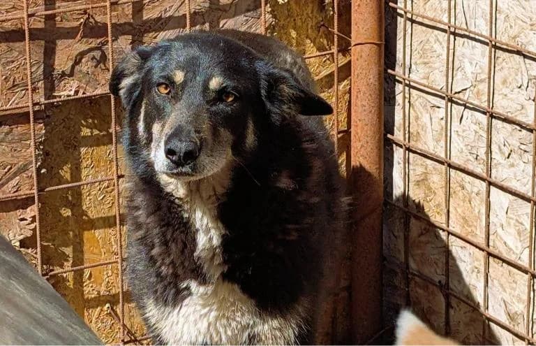 BRANDY 8990, female young Mixed Breed for adoption at No Limit Pets, Romania