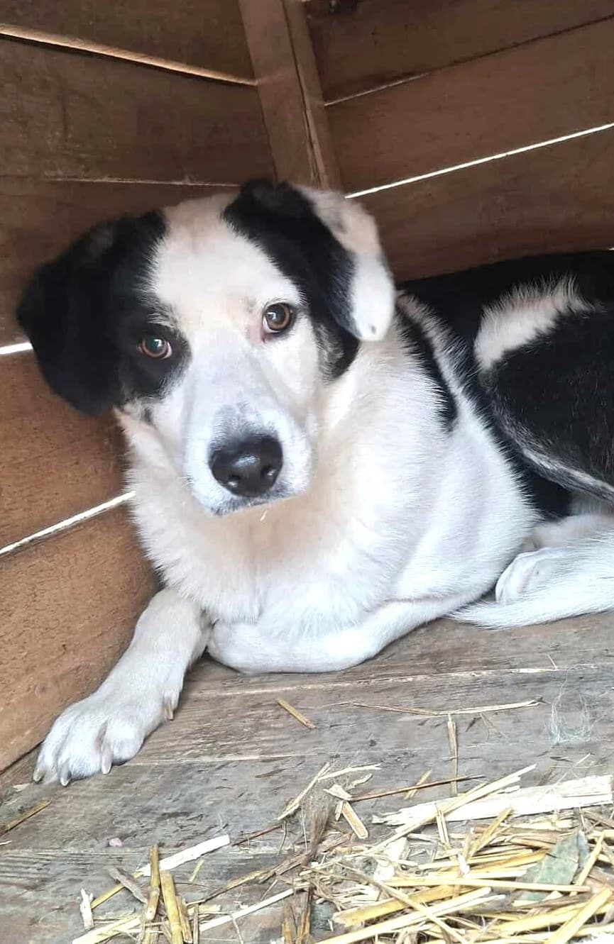 BRIAN 1872, male young Mixed Breed for adoption at No Limit Pets, Romania