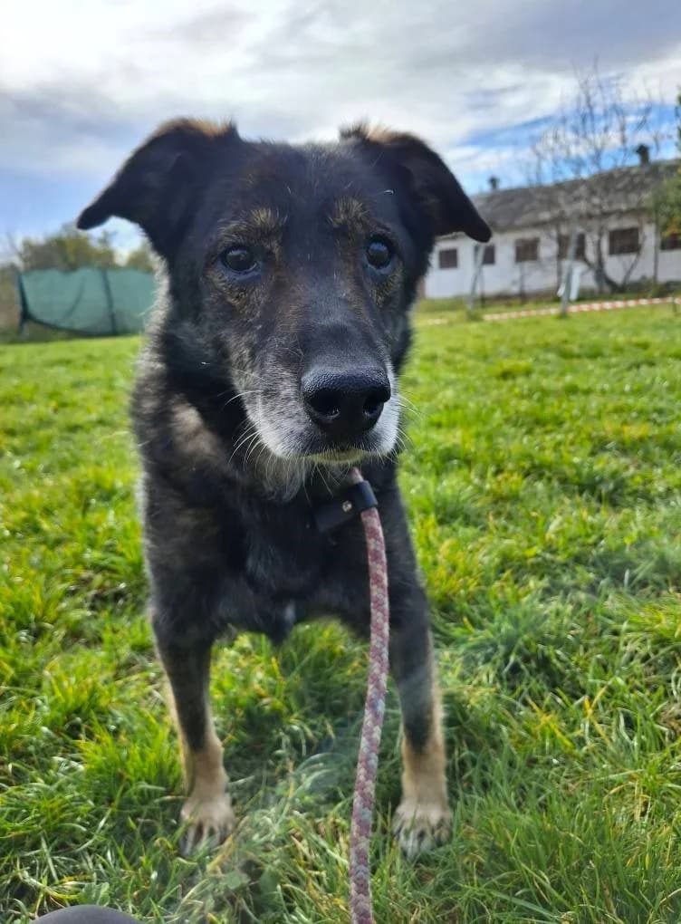 eBUDDY1672- adoptat, male mixed breed for adoption at No Limit Pets, Romania