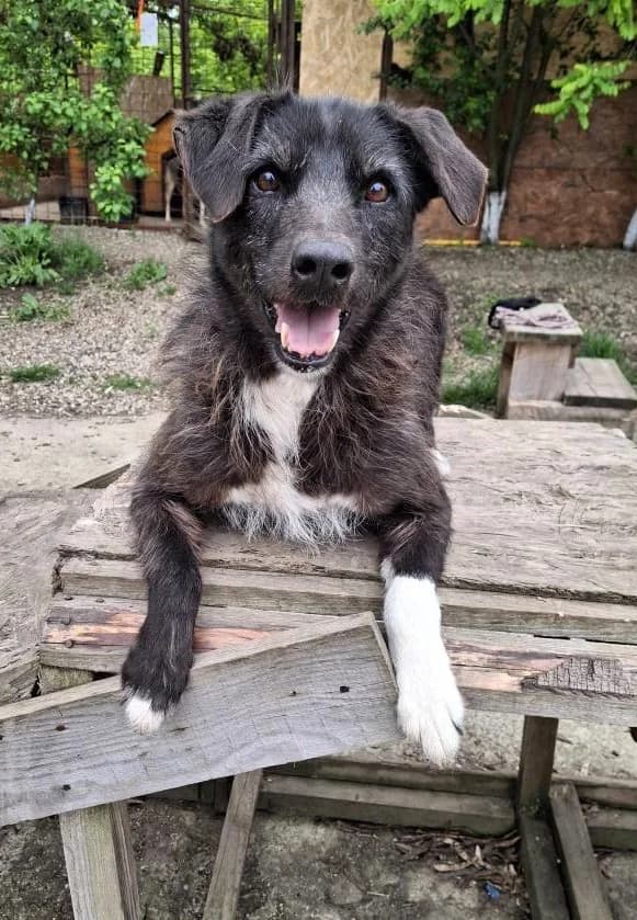 eBUDDY9624, male 4yo Mixed Breed for adoption at No Limit Pets, Romania