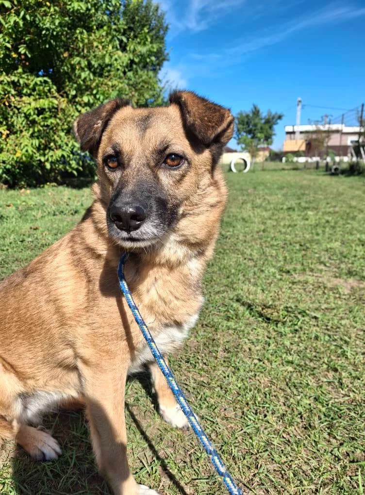 CERA 4729, female mixed breed for adoption at No Limit Pets, Romania