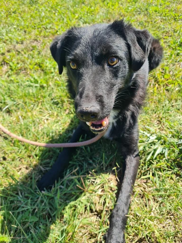 CHARLIE 4245, male Mixed Breed for adoption at No Limit Pets, Romania