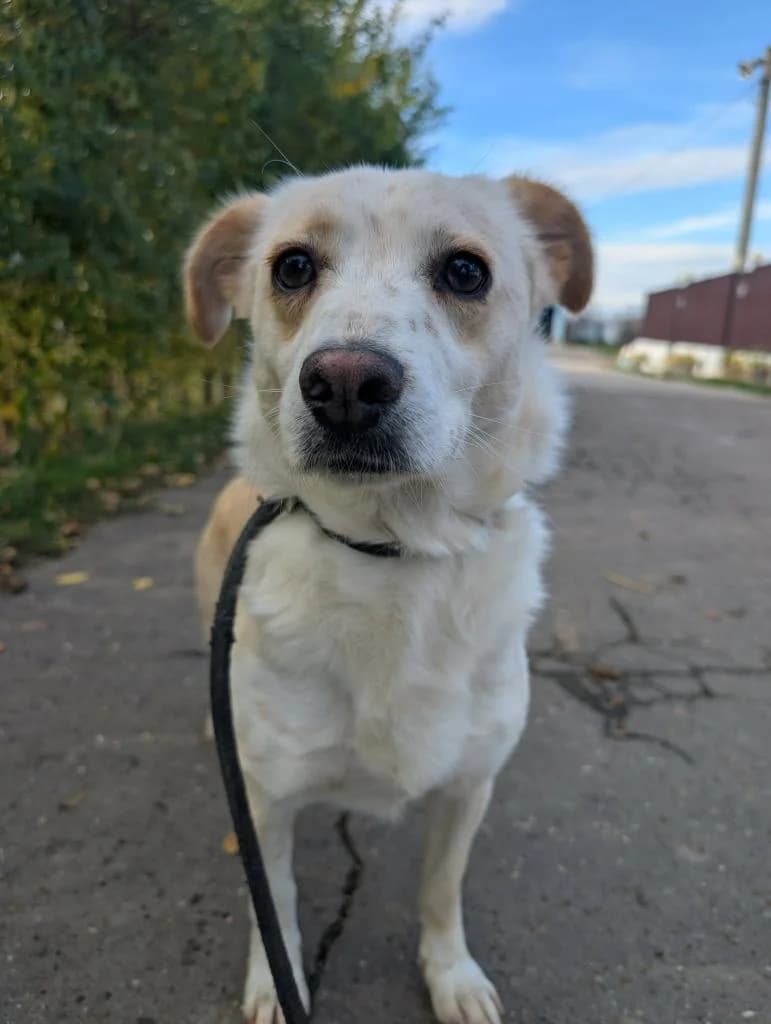 CHARLIE 8054- adoptat, male young mixed breed for adoption at No Limit Pets, Romania