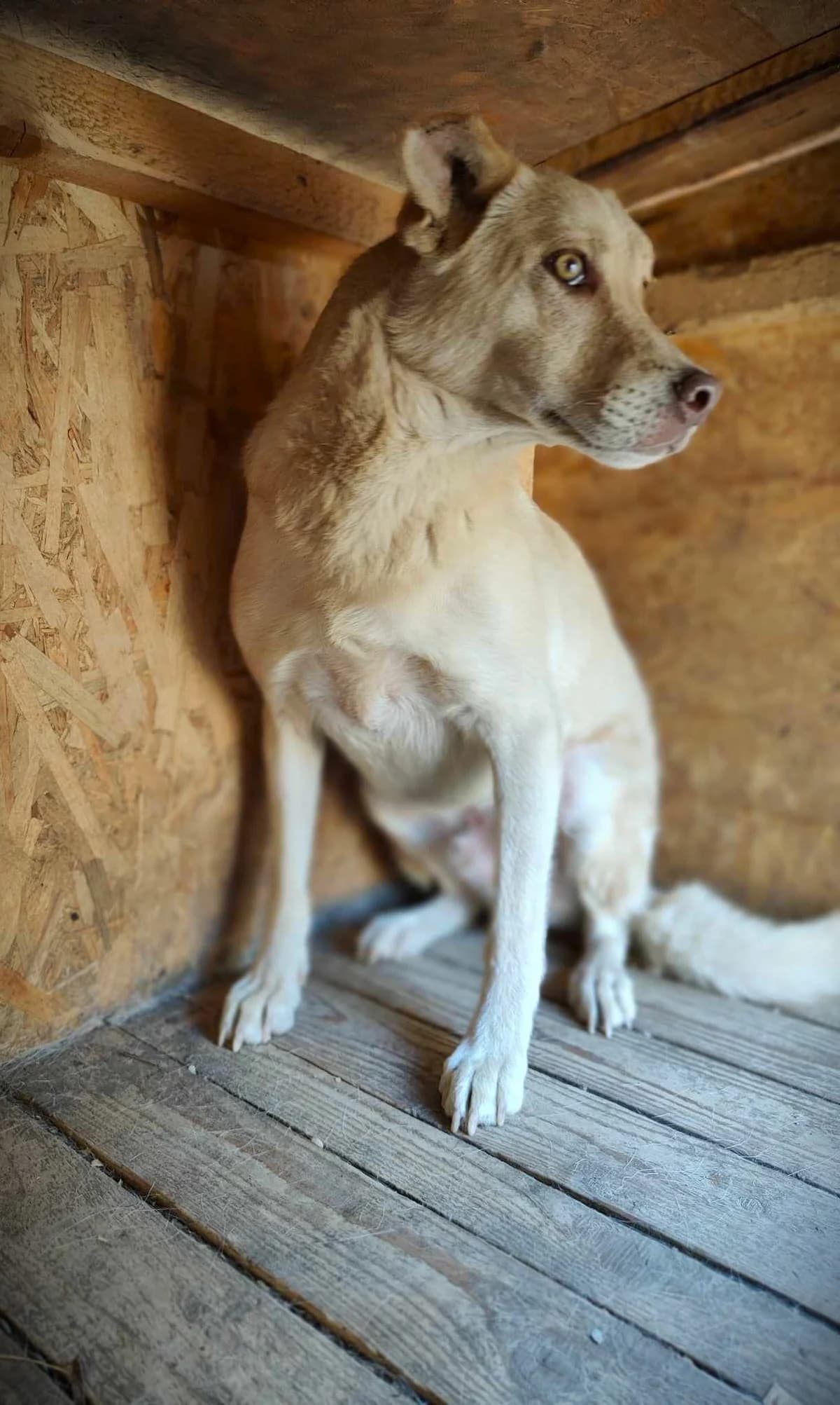 CHASE 3844, male Mixed Breed for adoption at No Limit Pets, Romania