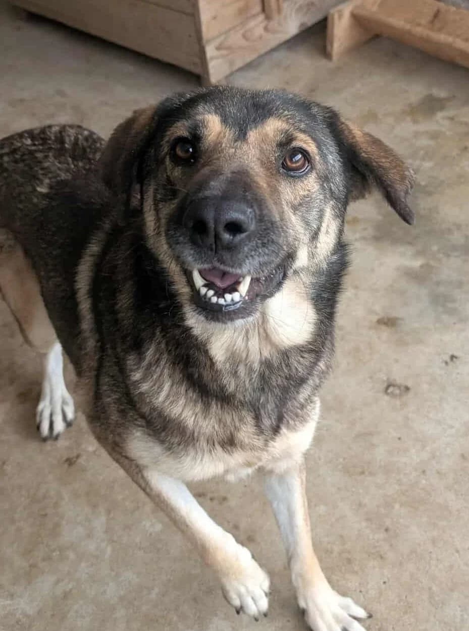 CHESTER 7290, male 3yo mixed breed for adoption at No Limit Pets, Romania