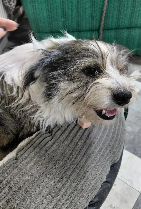 CHIARA 5898- adoptat, female mixed breed for adoption at No Limit Pets, Romania