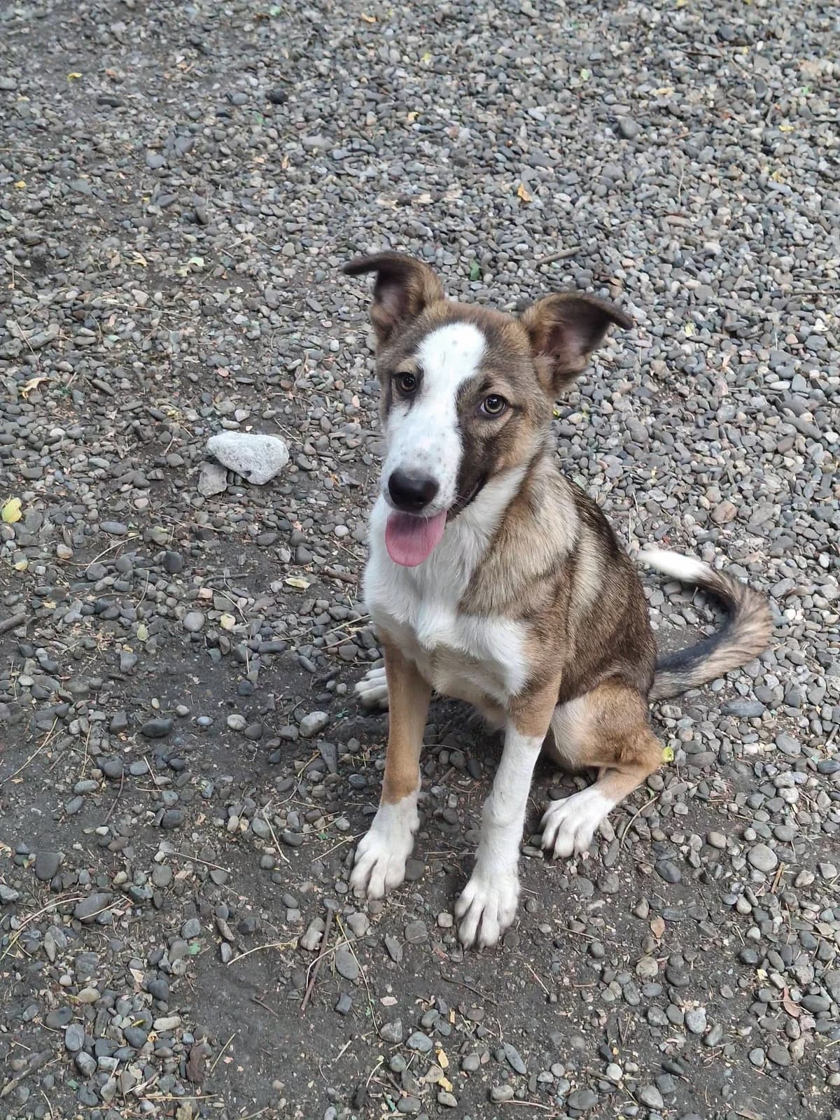 CHRISTA 1395, female puppy mixed breed for adoption at No Limit Pets, Romania