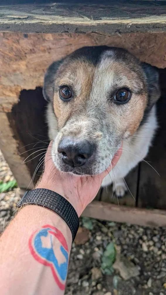CLARA 3900, female Mixed Breed for adoption at No Limit Pets, Romania