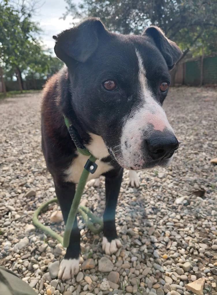 COLIN 8059, male young Mixed Breed for adoption at No Limit Pets, Romania