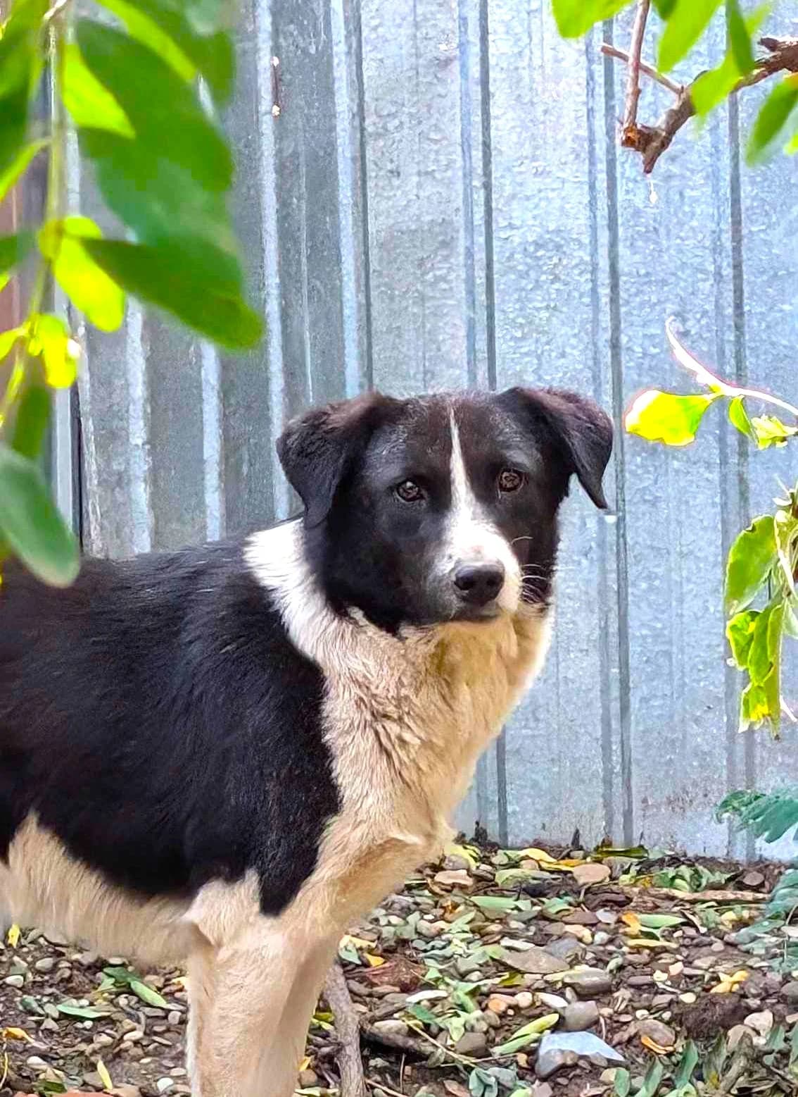 DAISY 0870, female Mixed Breed for adoption at No Limit Pets, Romania