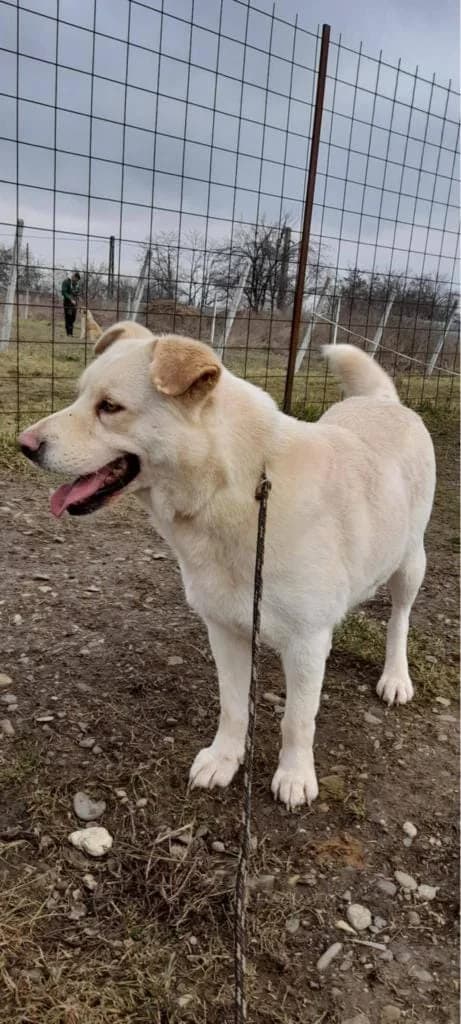 DANNY 0173, male mixed breed for adoption at No Limit Pets, Romania