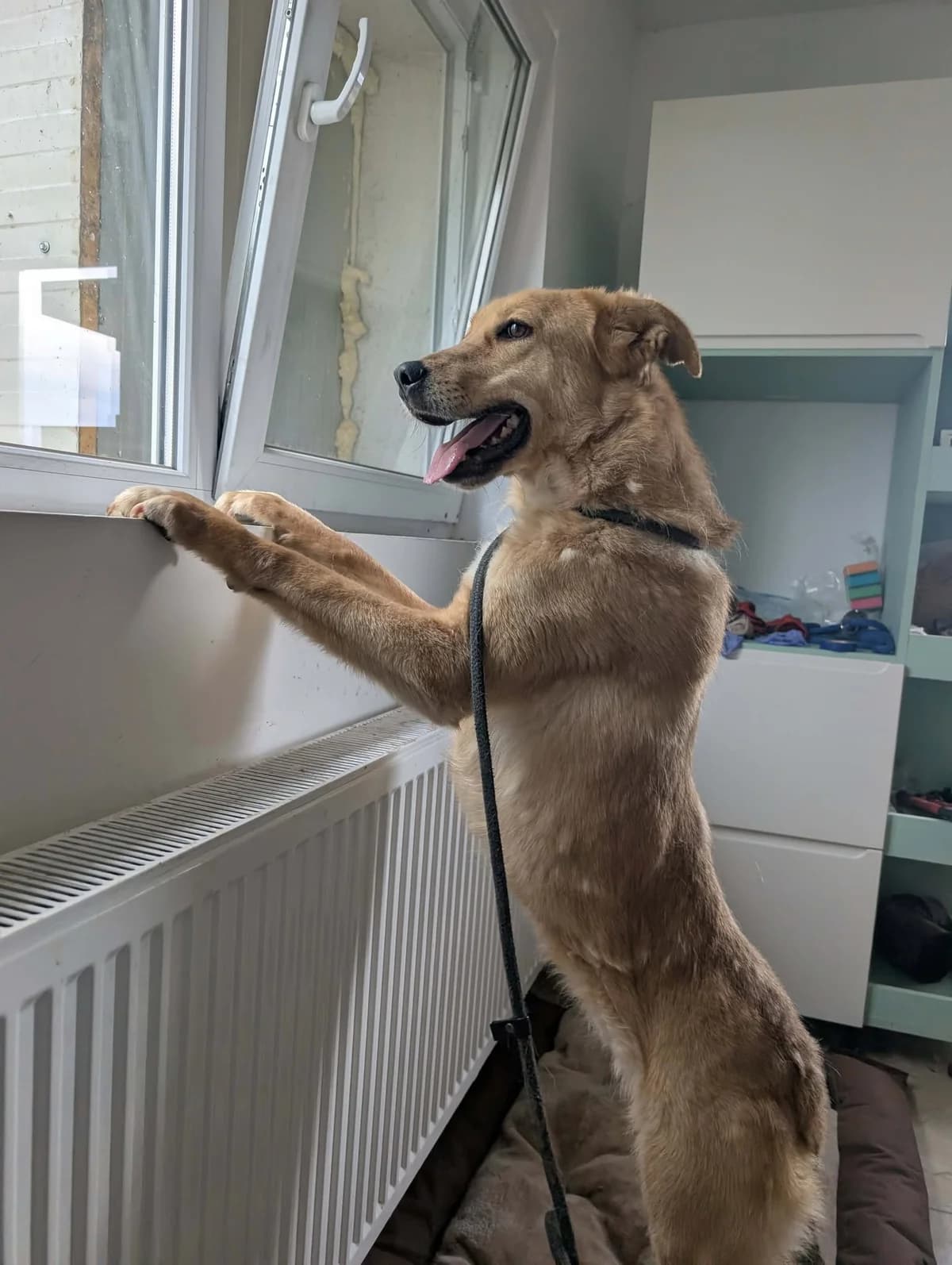 DARLA2174, female 3yo mixed breed for adoption at No Limit Pets, Romania