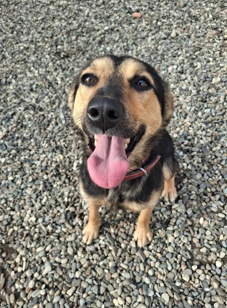 DEA 3946- adoptat, female young mixed breed for adoption at No Limit Pets, Romania
