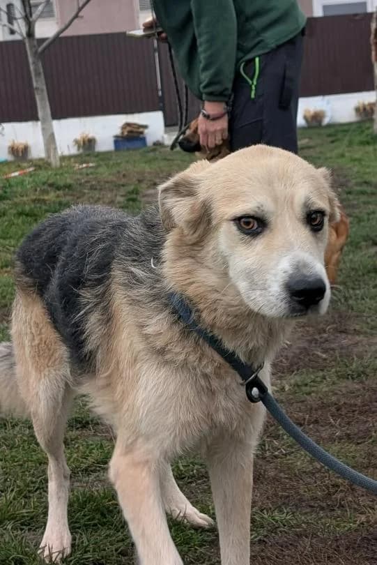 DEA 6361, male mixed breed for adoption at No Limit Pets, Romania