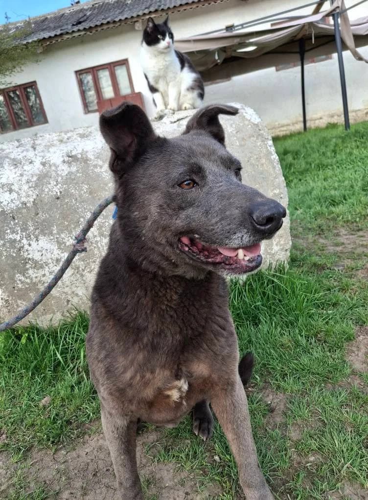 DUKE 2384, male 5yo mixed breed for adoption at No Limit Pets, Romania
