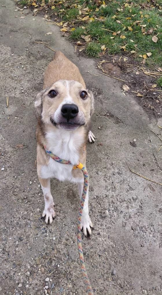 DUKE 9733, male young Mixed Breed for adoption at No Limit Pets, Romania
