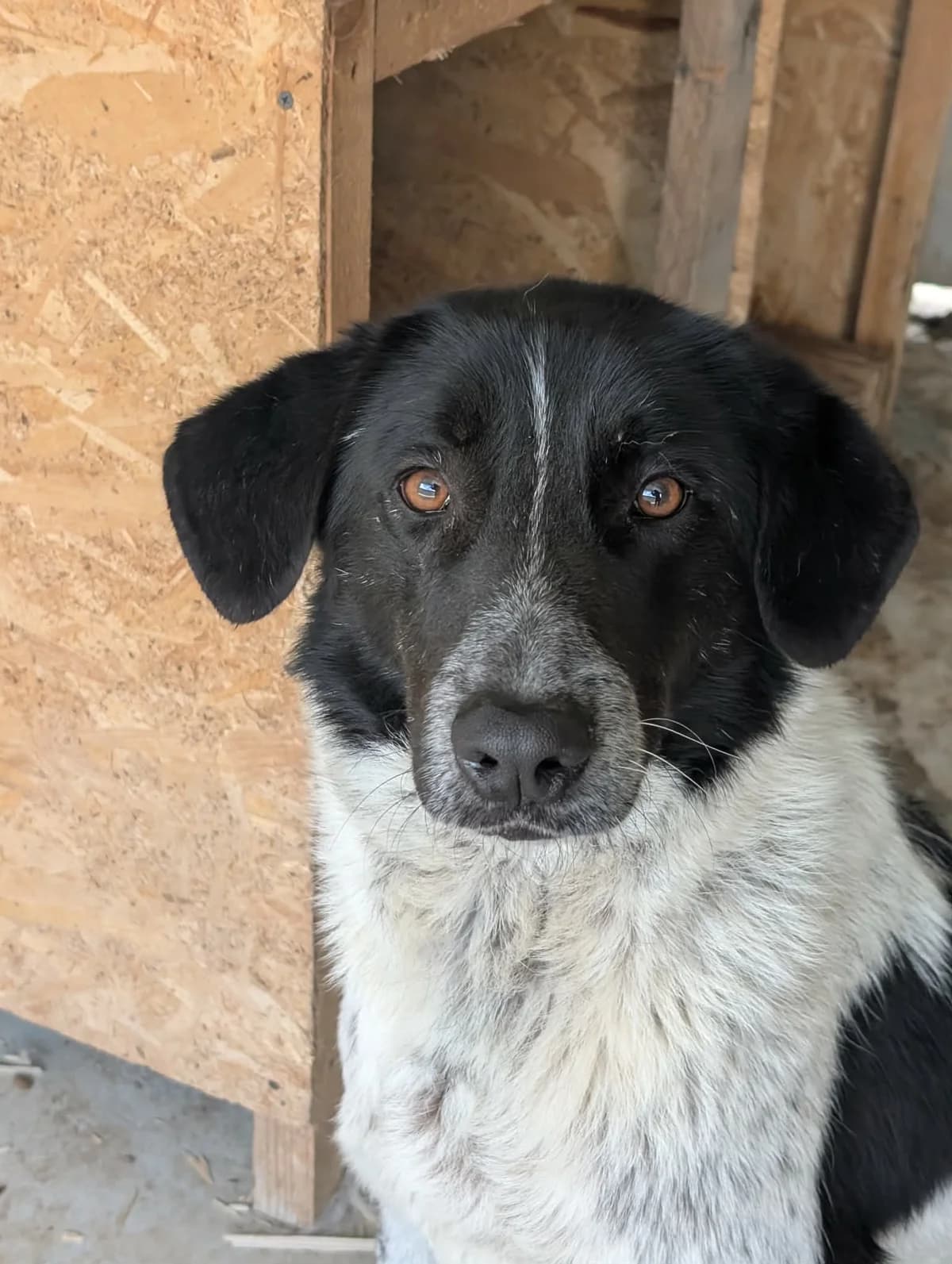 DUSTY 7227, male mixed breed for adoption at No Limit Pets, Romania