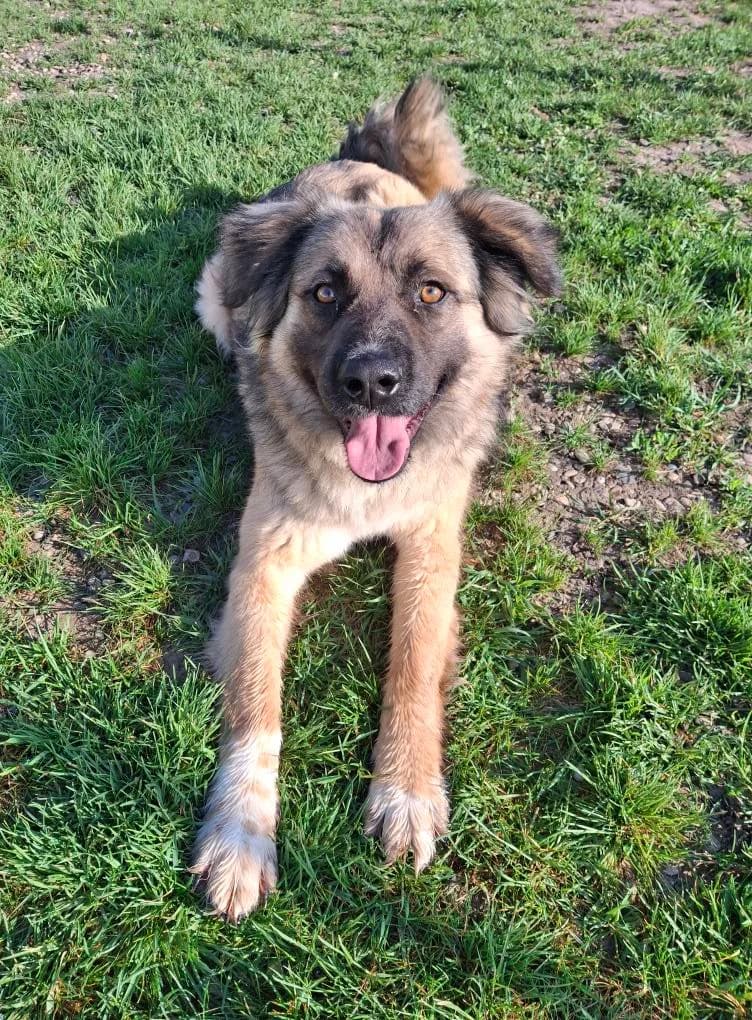 DUSTY 8602, male mixed breed for adoption at No Limit Pets, Romania