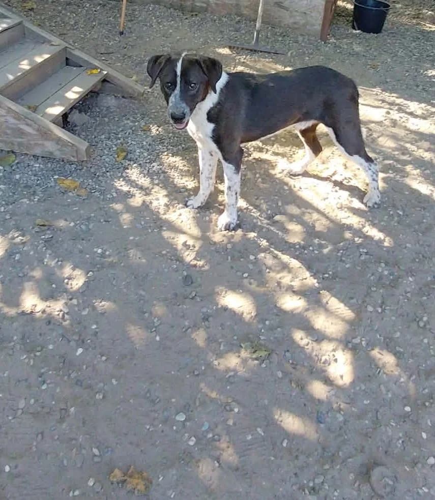 EDY 1800, male puppy mixed breed for adoption at No Limit Pets, Romania