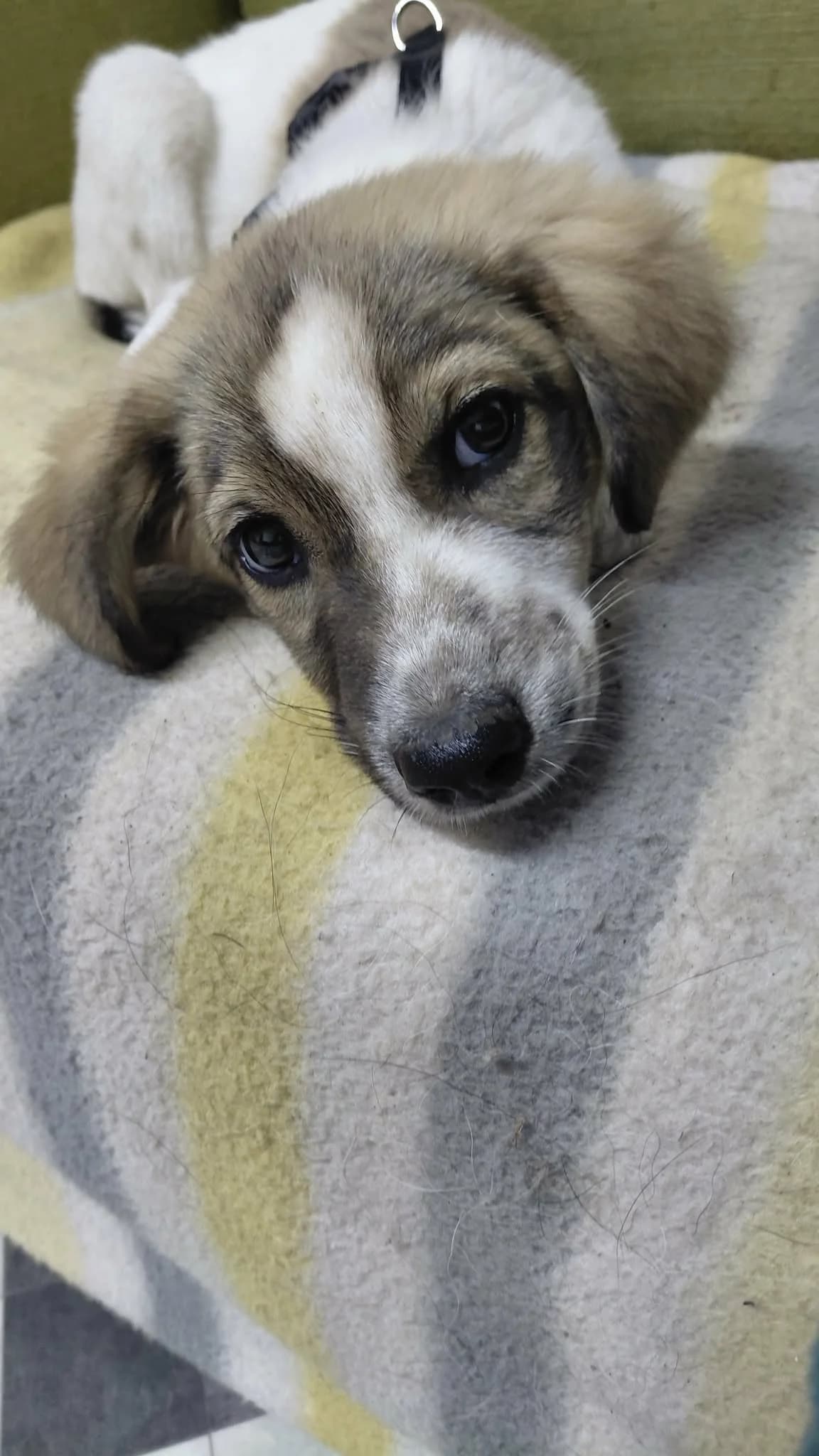 Elina 5376, female puppy mixed breed for adoption at No Limit Pets, Romania