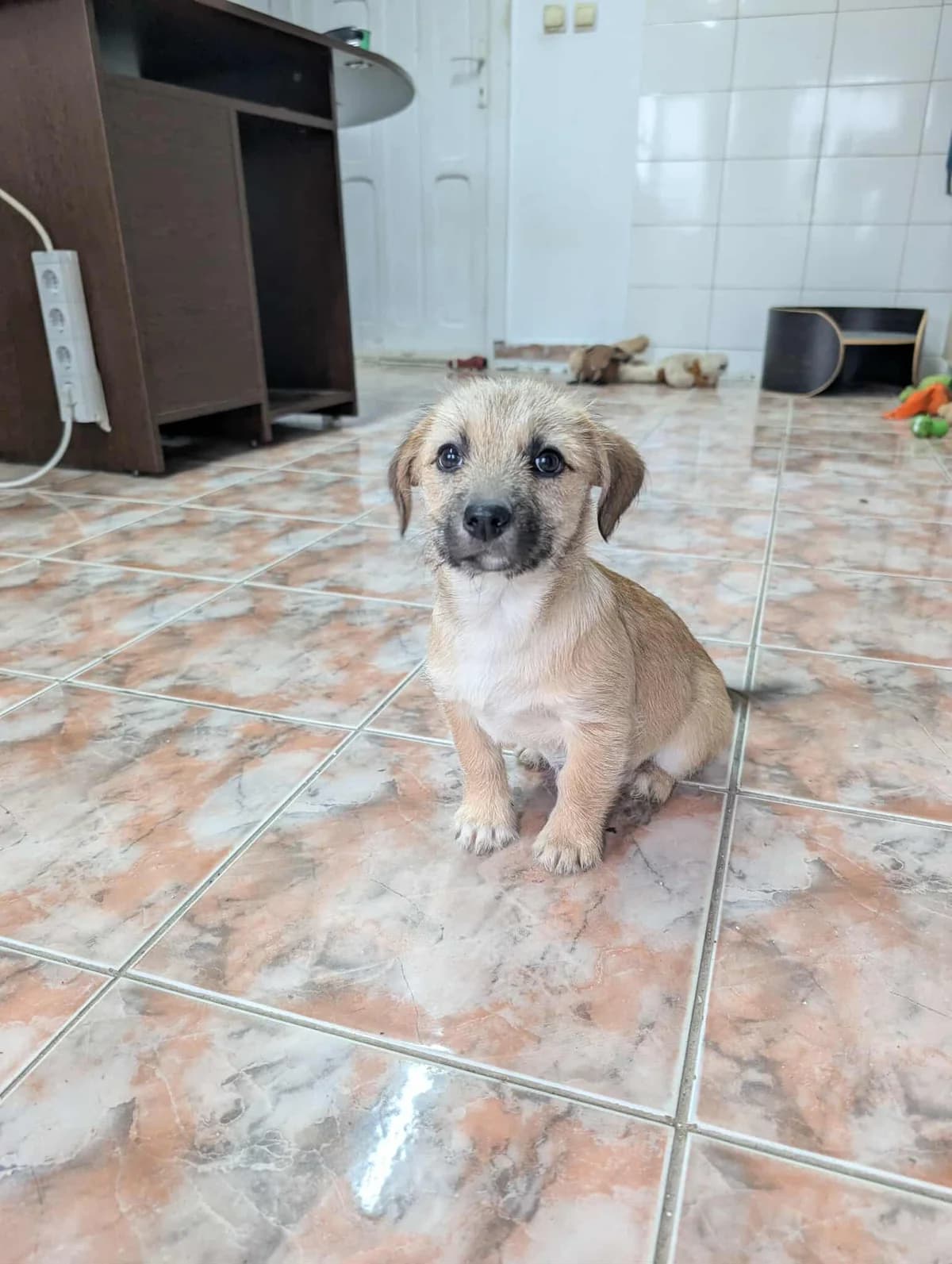 ELISA- adoptat, female mixed breed for adoption at No Limit Pets, Romania