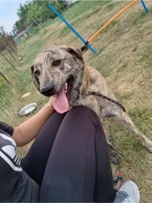 ELVIS 9546, male mixed breed for adoption at No Limit Pets, Romania