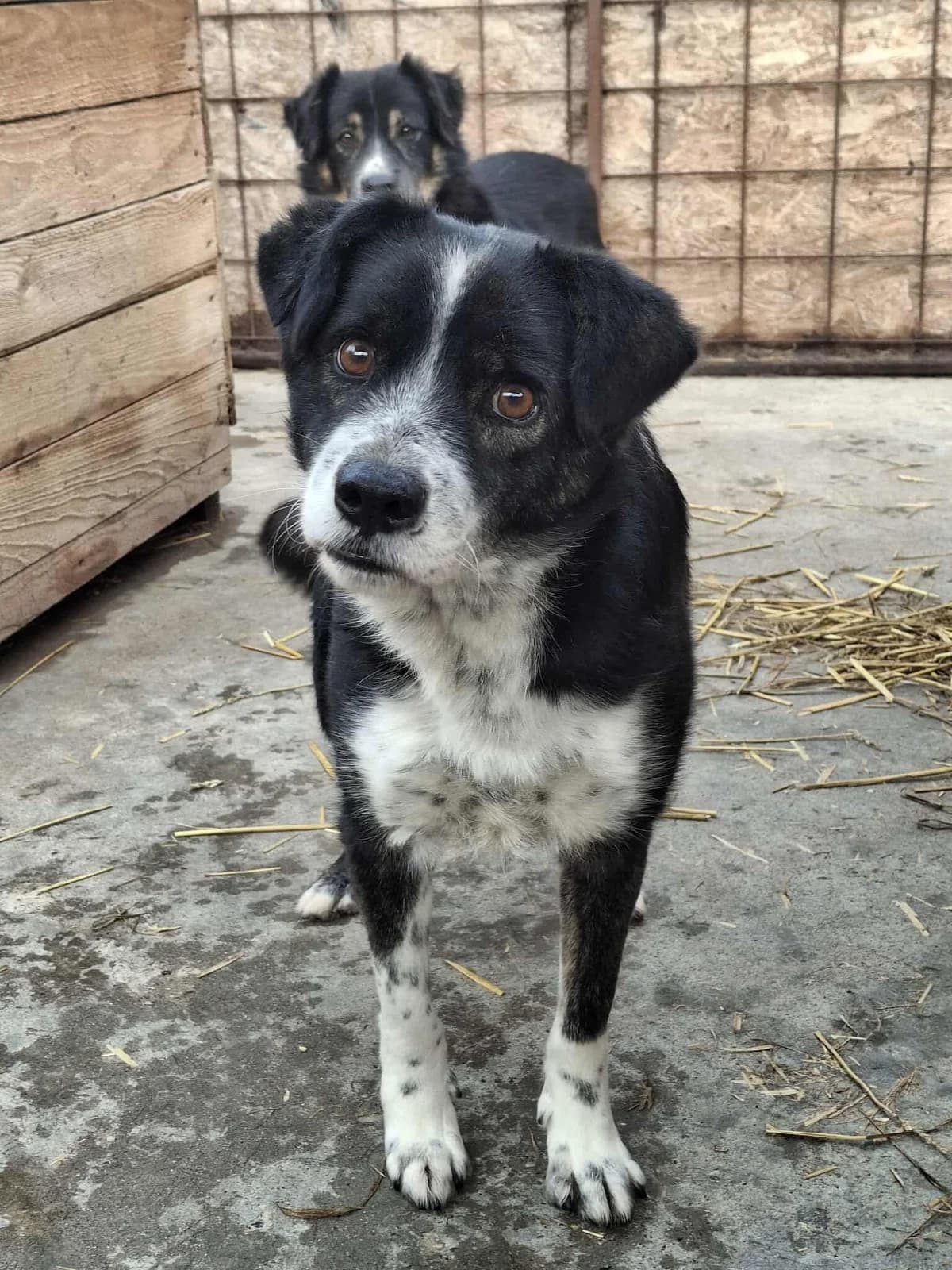 EMIL-4638- adoptat, male young mixed breed for adoption at No Limit Pets, Romania