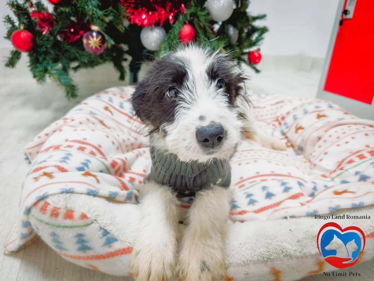 EMILY 1400- adoptat, female mixed breed for adoption at No Limit Pets, Romania